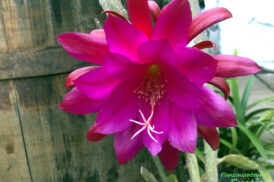 Epiphyllum Blume Von Hawaii