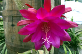 Epiphyllum Blume Von Hawaii