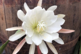 Epiphyllum Knebels White Beahm