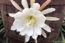 Epiphyllum Knebels White Beahm