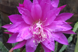 Epiphyllum ‘Feuer Zauber’