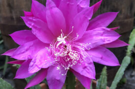 Epiphyllum ‘Feuer Zauber’