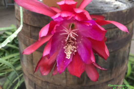 Epiphyllum ‘Janga’