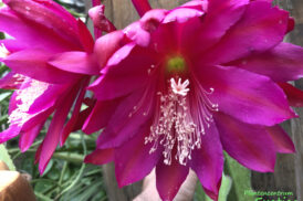 Epiphyllum ‘Kadett’