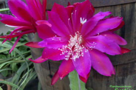 Epiphyllum ‘Kadett’