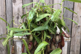 Nepenthes alata – Kannenpflanze