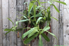 Nepenthes alata – Kannenpflanze