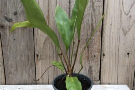 Anthurium Gracile ‘Mangrove’