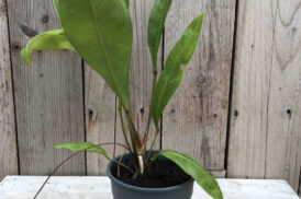 Anthurium Gracile ‘Mangrove’