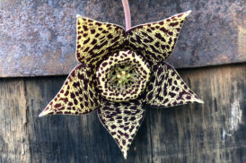 Stapelia Orbea variegata