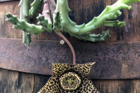 Stapelia Orbea variegata