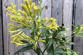 Cestrum ‘Moonglow’ (nocturnum x diurnum)