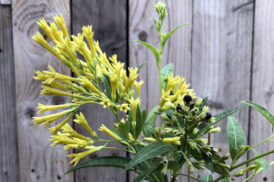 Cestrum ‘Moonglo’ (nocturnum x diurnum)