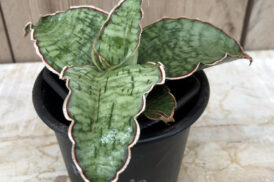 Sansevieria Star Green Granite