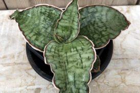 Sansevieria Star Green Granite