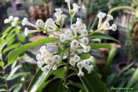 Cestrum Diurnum